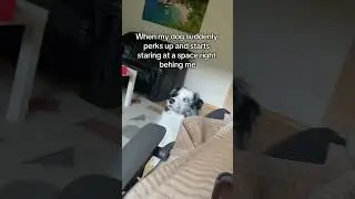 IM SCARED #funnydog #dogmom #ghost