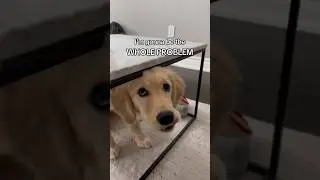 Life with a puppy 😮‍💨 