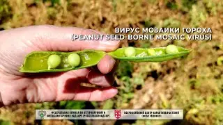 Вирус мозаики гороха (Peanut seed-borne mosaic virus)