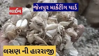 લસણ ની હારરાજી લાઈવ જેતપુર માર્કેટીંગ યાર્ડ તા 03.06.2023 / Live Lasan in harraji jetpur marketing