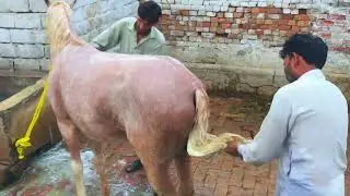 Horse Exited Seen