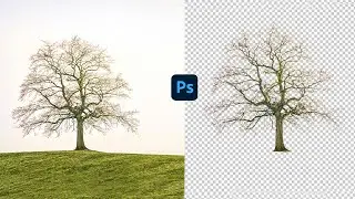 How to Separate a Tree from a Difficult Background Using Channels in Photoshop Tutorial