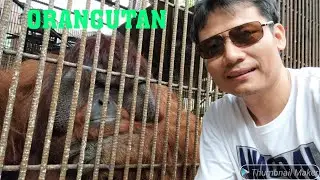 Orangutan Louis mini zoo part 3