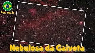 Nebulosa da Gaivota - O maior pássaro do céu noturno