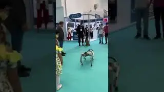 Robot Köpek vs Gerçek Köpek