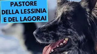 Pastore della Lessinia e del Lagorai - TOP 10 Interesting Facts - Lagorai Shepherd