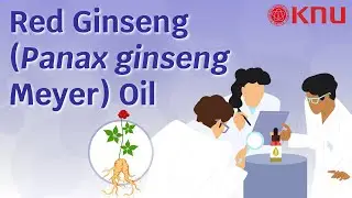 Health Benefits of Red Ginseng Oil: An Overview