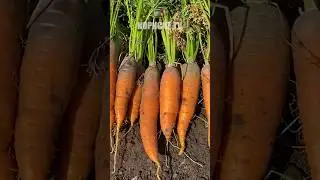 Коли копати моркву! Ознаки дозрівання та правила збирання #морква #копати #врожай #урожай