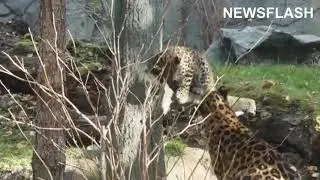 Endangered Amur Leopard Cub Explores Outdoor Enclosure With Watchful Mum