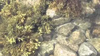 Free Stock Footage- Ocean Waves