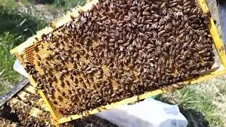 Бакфаст- контроль расплода.