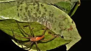 Huge Spider Protects her Nest!