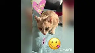 #110 พูดภาษาแมวครับ😴🍪🎉#Cat language #Kedi dili หิวครับผม..พี่พี่😋#Katzensprache #georgai