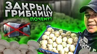 ЗАКРЫЛ ГРИБНИЦУ! Больше не выращиваю грибы! Что произошло? Выращивание шампиньонов.