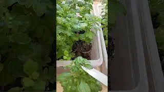 Мультифлора. Убираем цветоносы на саженцах.
