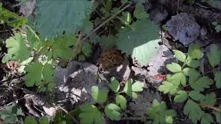 Сморчковая шапочка куда-то пошла