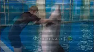 Глент*с дельфином *