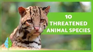ANIMALS in DANGER of EXTINCTION 2023 🦏⚠️ (Top 10)
