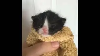 Cat In Towel Terraria