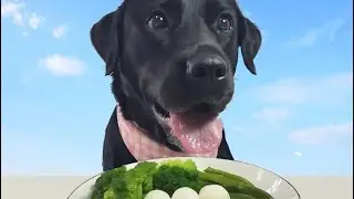 Tipos de comida que o Negão já comeu! 🥗🥬🥩🍚😋