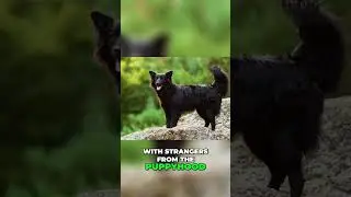 Meet the Croatian Sheepdog - Versatile Herder, Guard and Companion