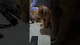 cat 🙀 creepy