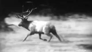 Deer Hunter     Okla Avcılık ( Geyik avcısı )