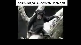 ПРИКОЛЫ 2022/ Смешная обезьяна
