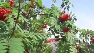Рябиновый рай