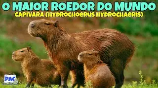 Falando sobre a Capivara.