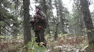 Ungulate hunting!! The dog rushed from the boars!!!