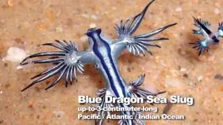TOP 5 BIZARRE SEA CREATURES