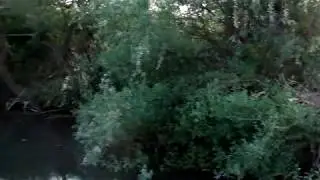 yılan balığı avı