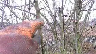 Почему жировики растут даже без обрезки.