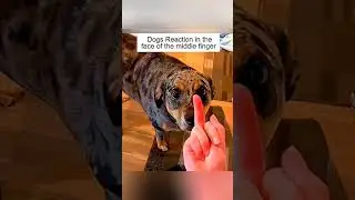 FULL PART #2 #funny animals #pet #cat #dog #cute #animals #foryou #typ