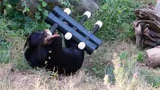 Sun Bear August 21, 2019