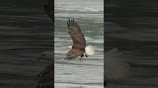 Have you ever seen an eagle miss it’s target?