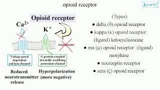 opioid receptor (English) - Medical terminology for medical students -