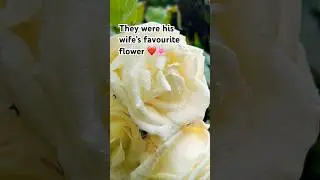How I Saved My 80y/o Neighbour’s Roses🌹