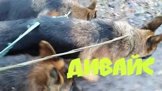 Дивайс для похода на поводке
