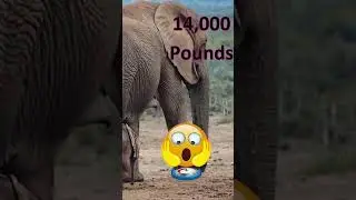 Unbelievable Elephant Encounters: Moments That Will Melt Your Heart! 🐘❤️ #Waterpedia #shorts