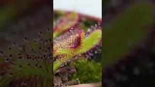Sundew Drosera capensis catches a fly #shorts #sundew #carnivore