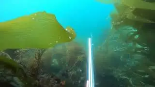 Spearfishing in the kelp forest of Southern California