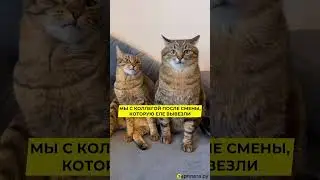Кто ещё сегодня вывез? #работа #смена #юмор