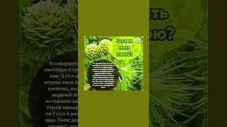 Настойка хвои для зрения #хвоя #зрение  #полезнознать #здоровье #настойка #полезныесоветы
