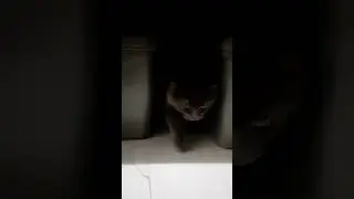 Tula para sa mga pusang gala ngayong buwan ng wika!! 😹🙀 #catsofyoutube #buwanngwika #pusanggala