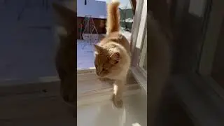 Когда в дверь не пустили😅Симба найдет выход из ситуации 😀
