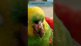 Top 10 Amazing Facts About Parrots for Kids! Educational Video #parrotfacts #colorfulparrots
