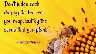 A Great Lesson From Bee's