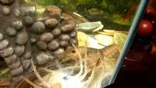 Мой Рак сбрасывает панцирь